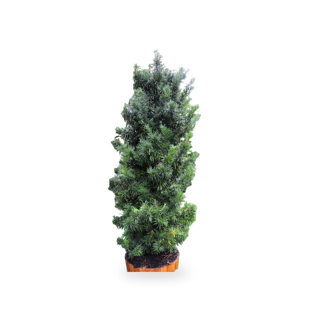 Podocarpus