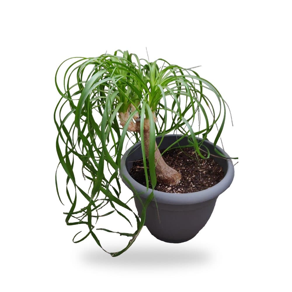Ponytail Palm