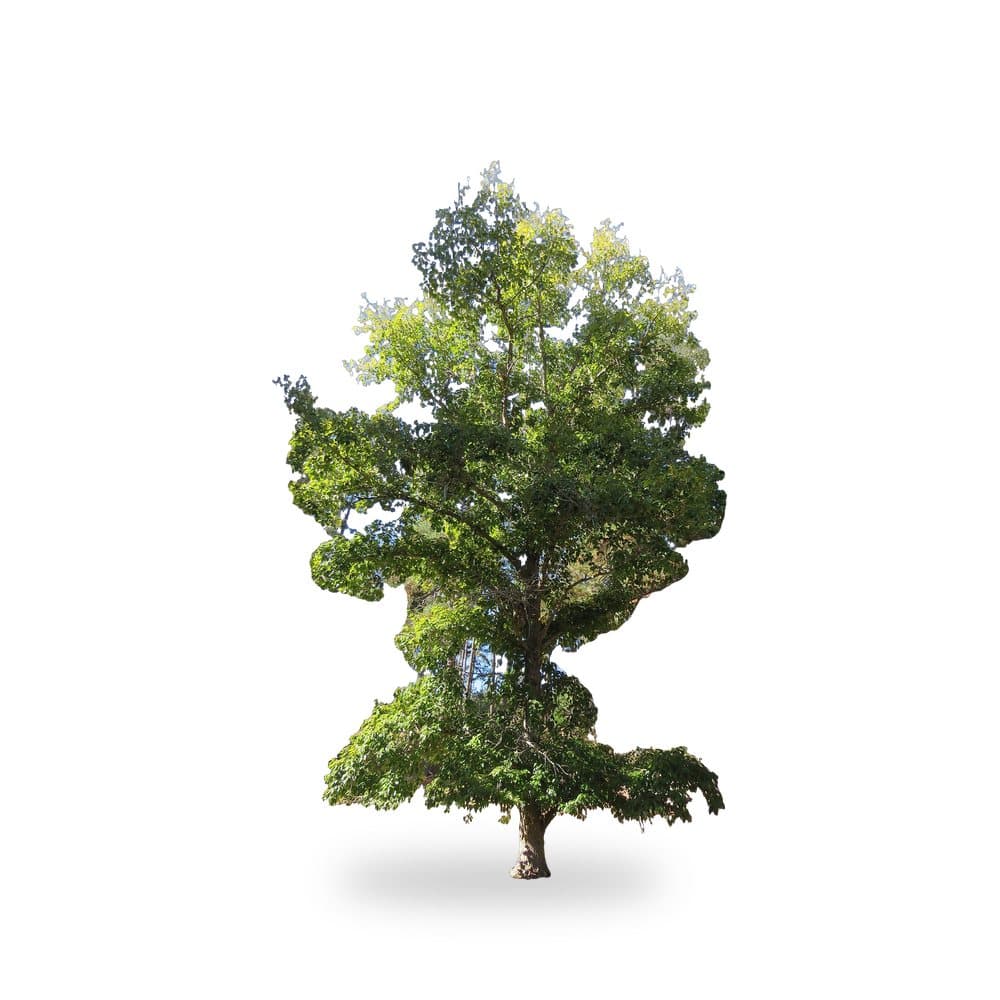Populus Yunna