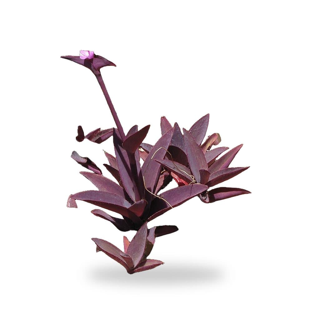 Purple Queen (1 Gallon) for sale at Florida Palm and Plant Co. in SW Florida