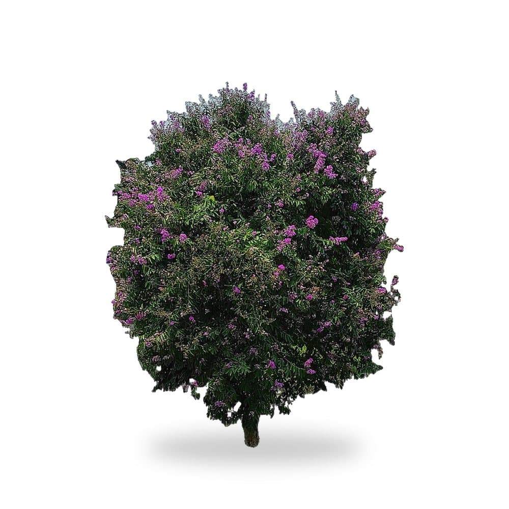Queen Crape Myrtle