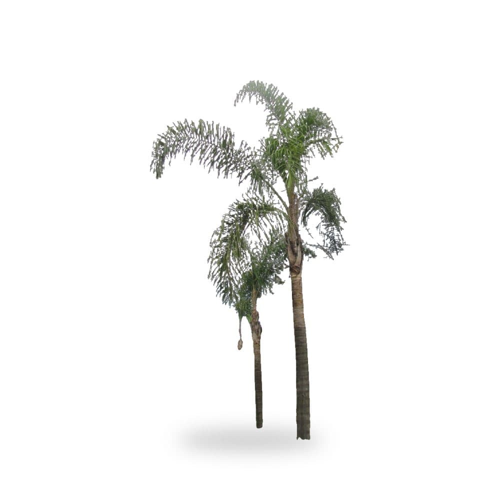 Queen Palm (15') for sale at Florida Palm and Plant Co. in SW Florida