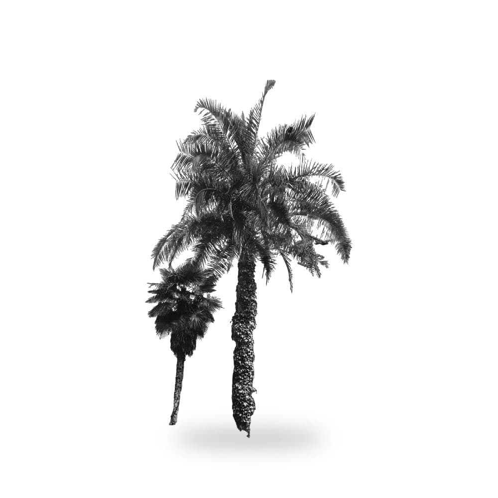 Reclinata Palm