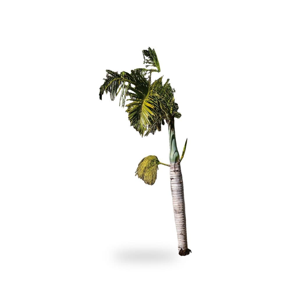 Royal Palm