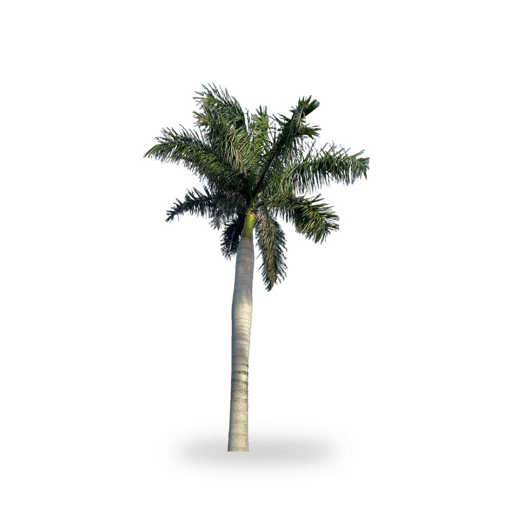 Royal Palm