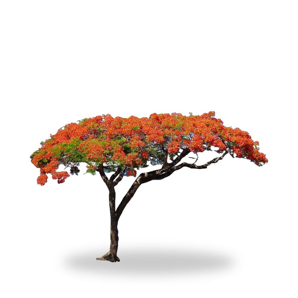Royal Poinciana