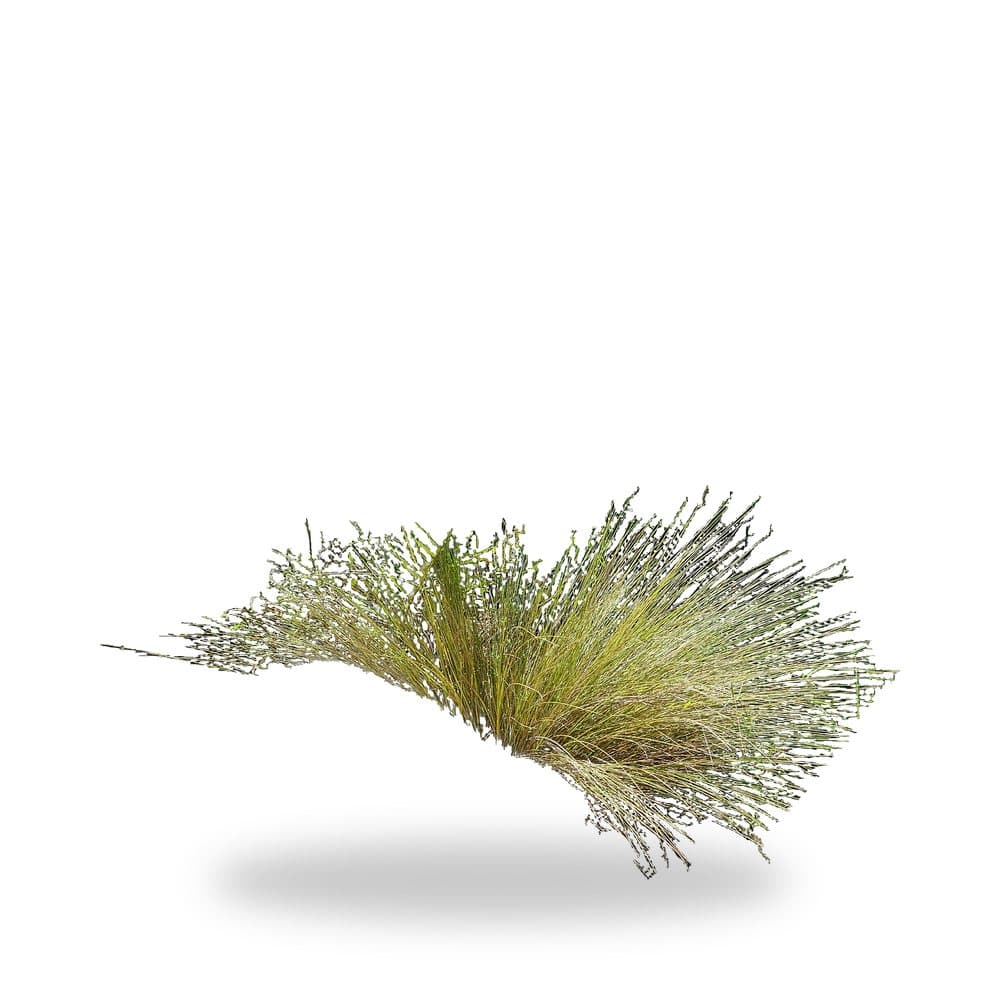 Sand Cordgrass