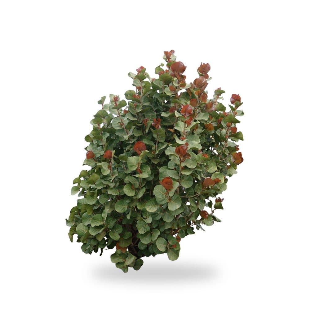 Sea Grape