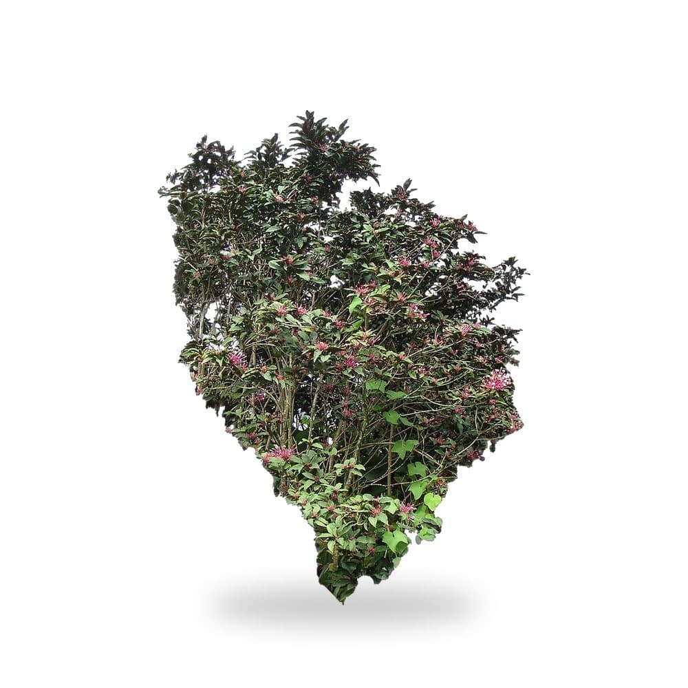 Shooting Star Jasmine