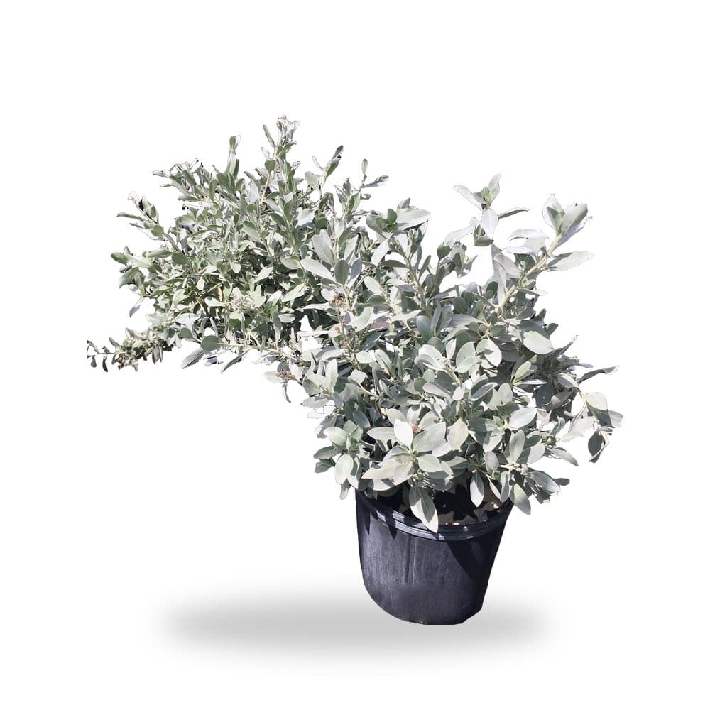 Silver Buttonwood