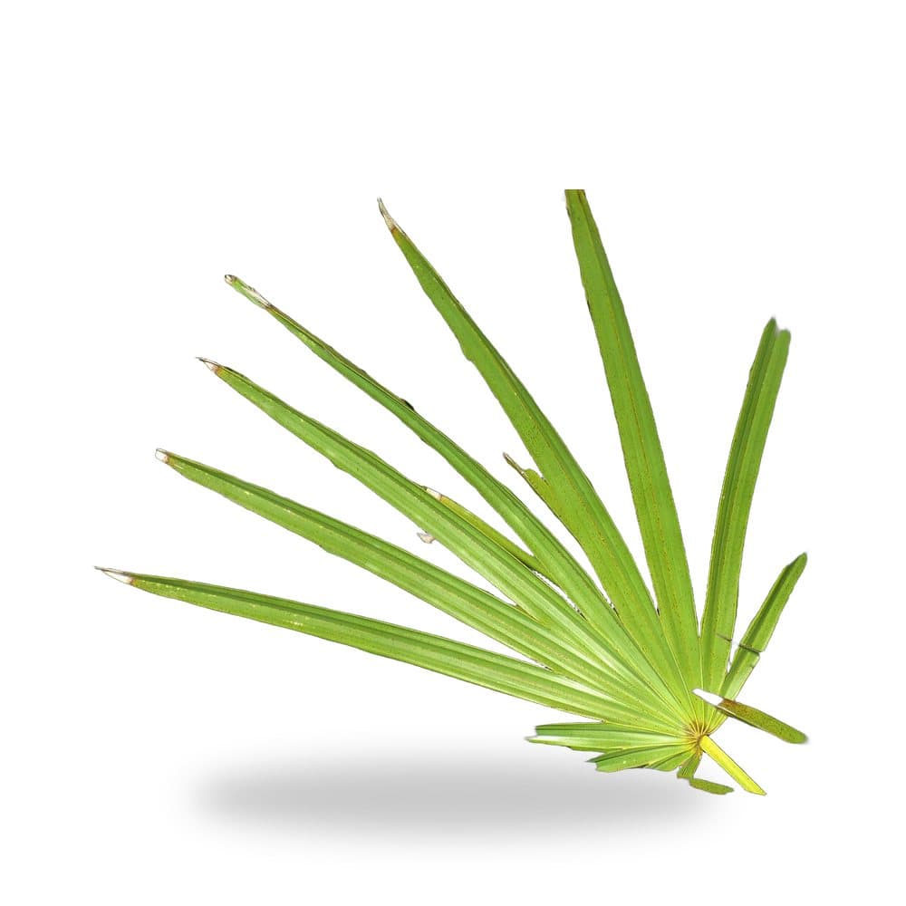 Silver Saw Palmetto