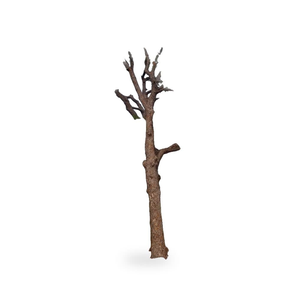 Slash Pine