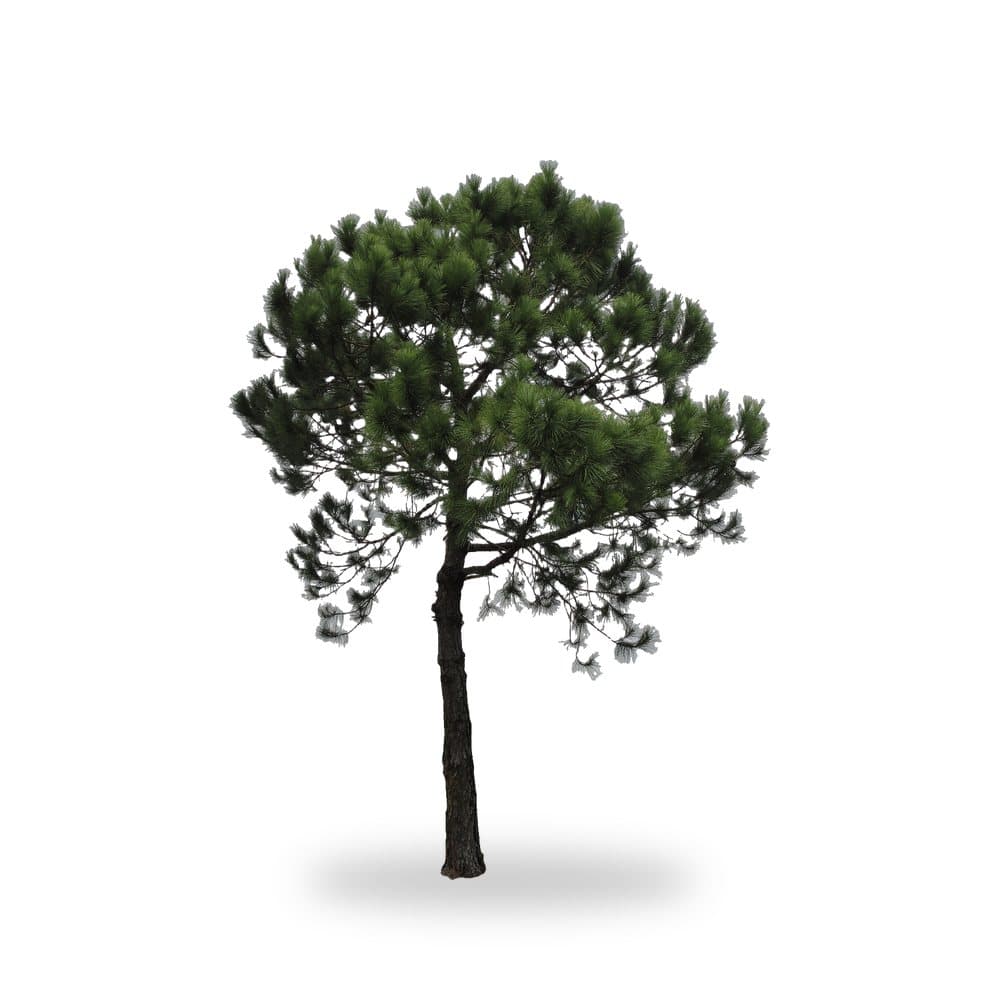 Slash Pine