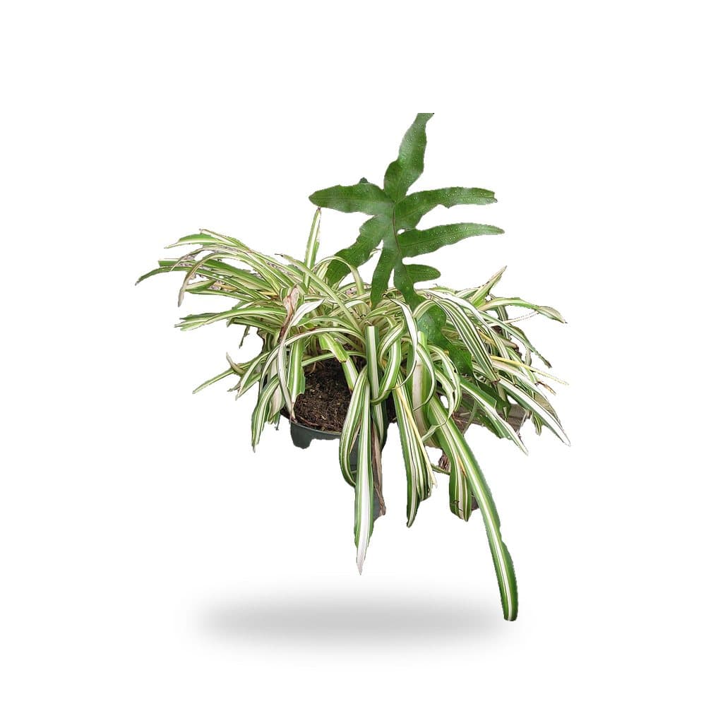 Spider Plant