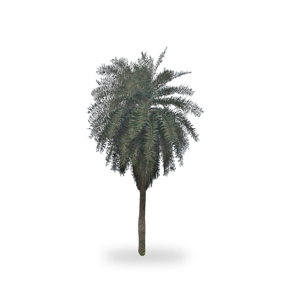 Sylvester Palm, 6'