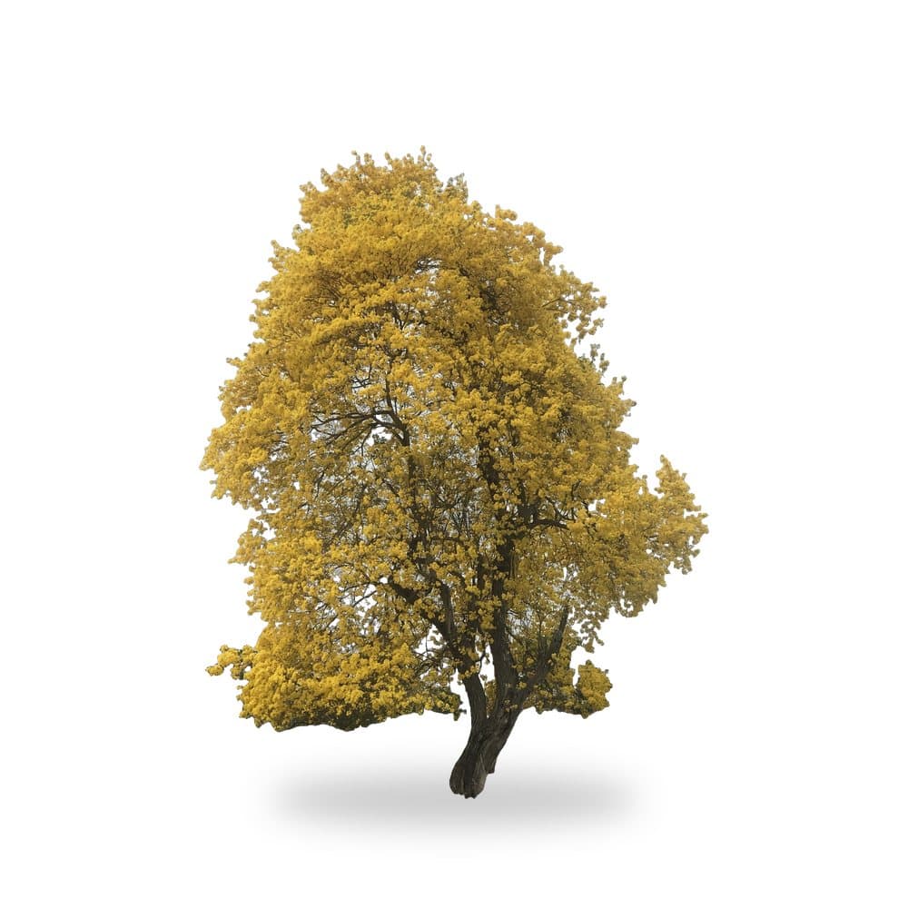 Tabebuia Golden Trumpet Tree