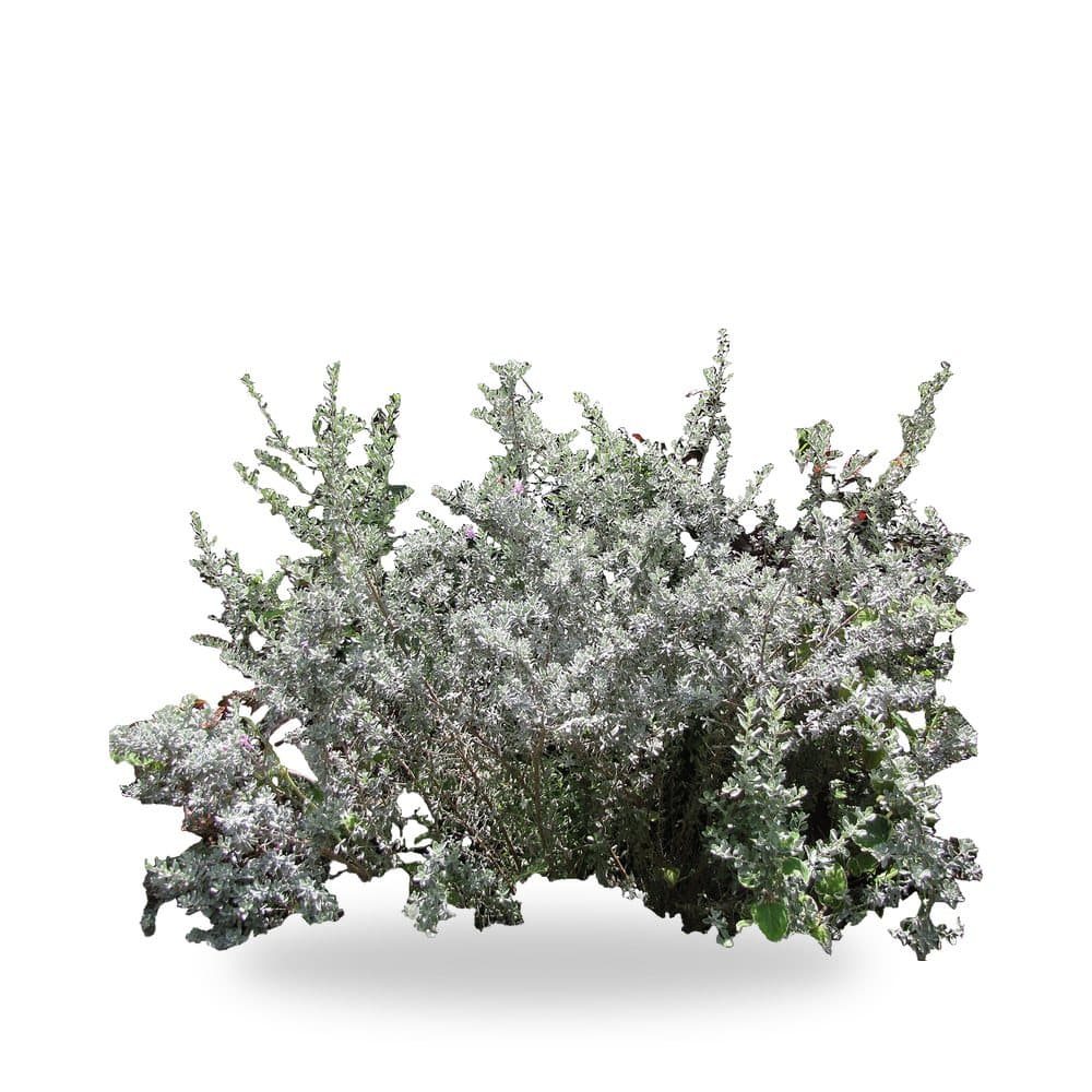 Texas Sage