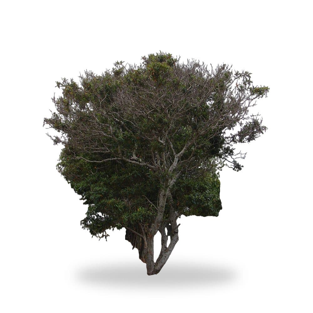 Tibuchina Purple Glory Tree
