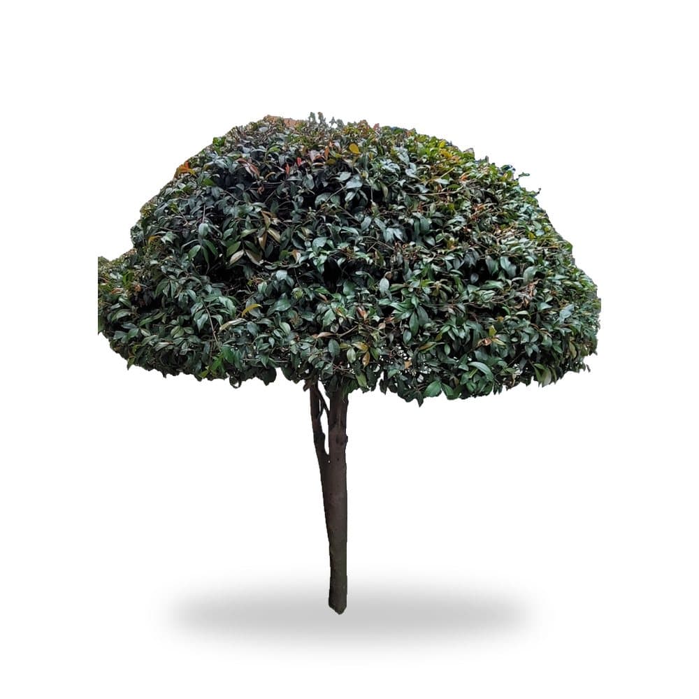 Topiary Ball Tree