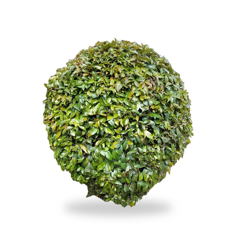 Topiary