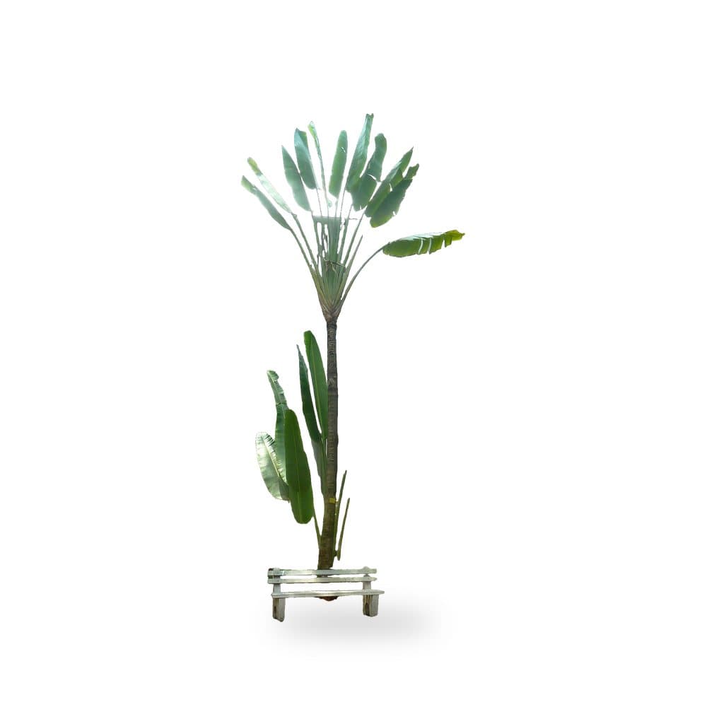 Traveler Palm (7 Gallon) for sale at Florida Palm and Plant Co. in SW Florida