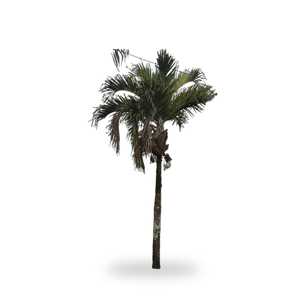 Triple Montgomery Palm (Field Grown 16') for sale at Florida Palm and Plant Co. in SW Florida