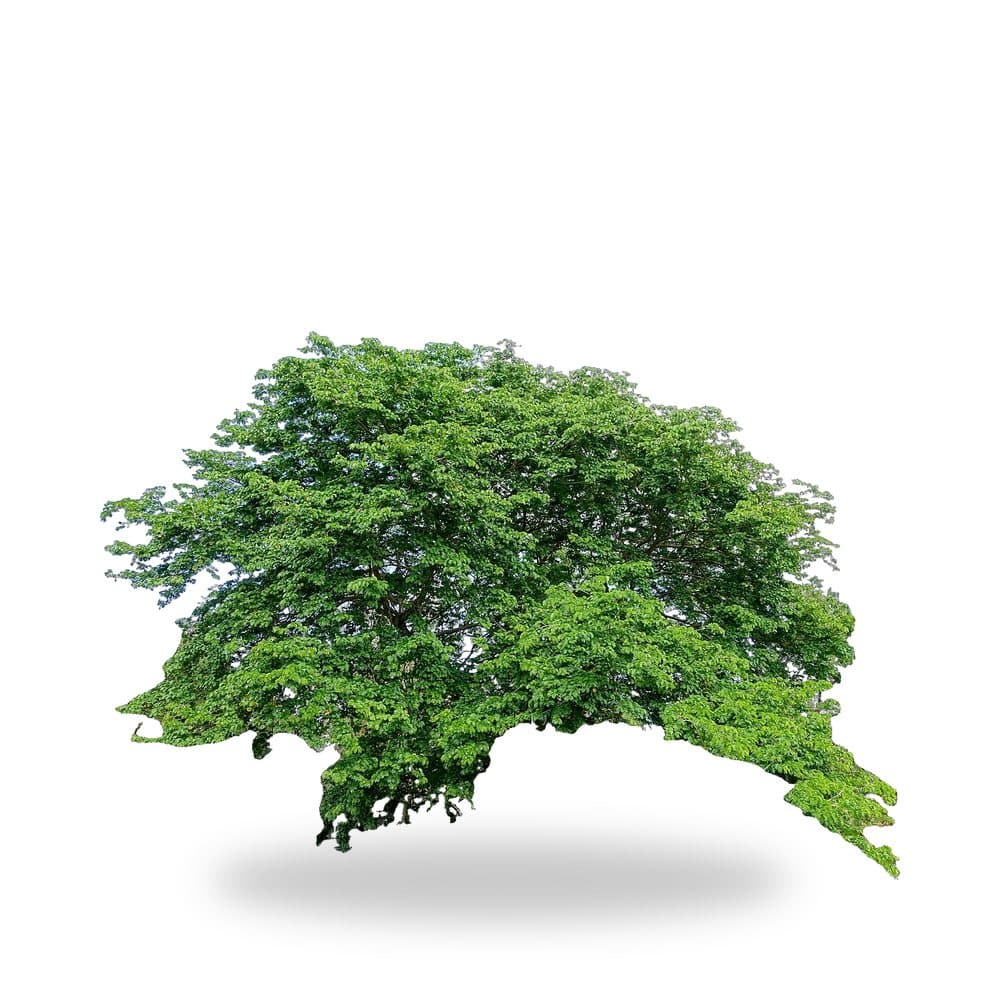 Verawood