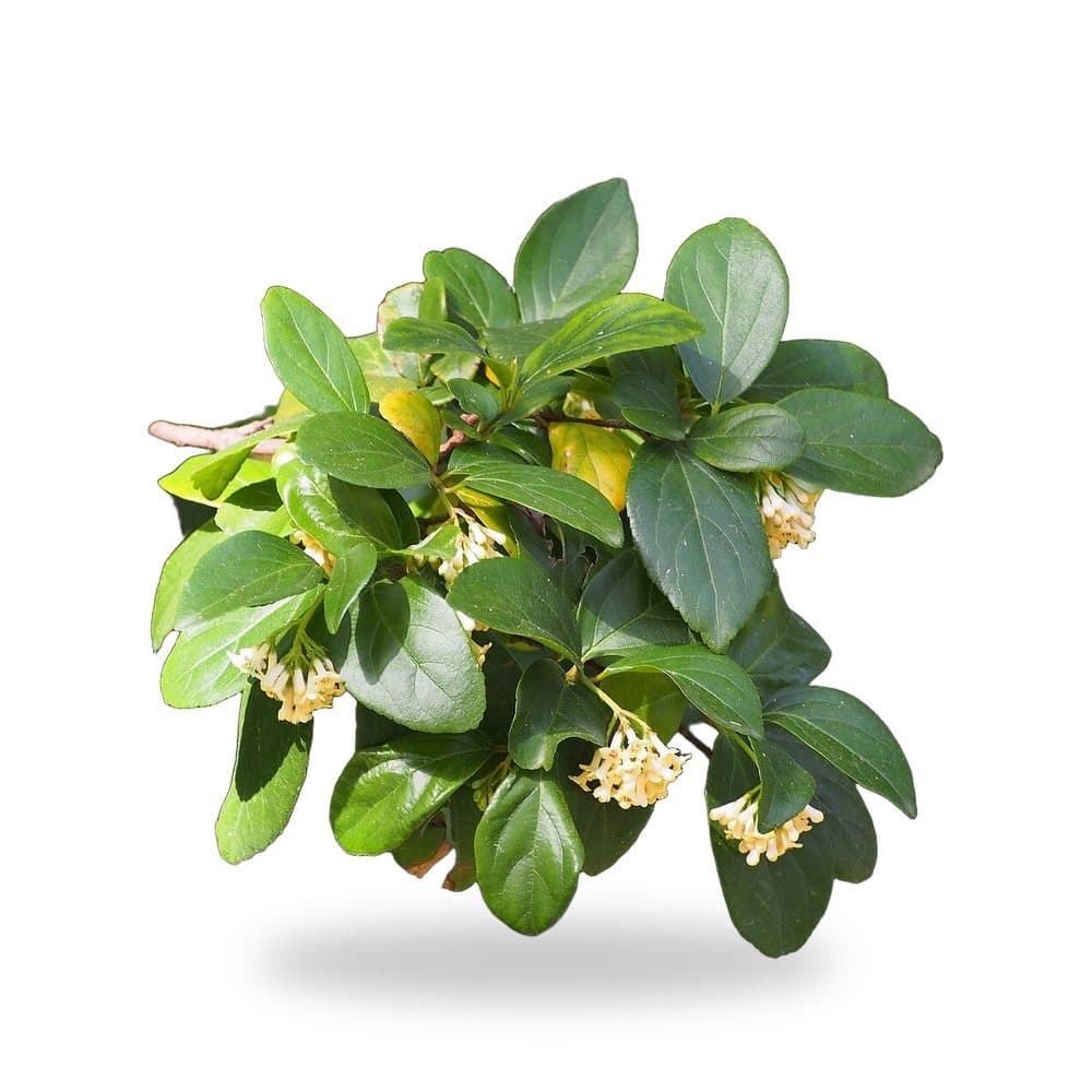 Viburnum Suspensum (3 Gallon) for sale at Florida Palm and Plant Co. in SW Florida