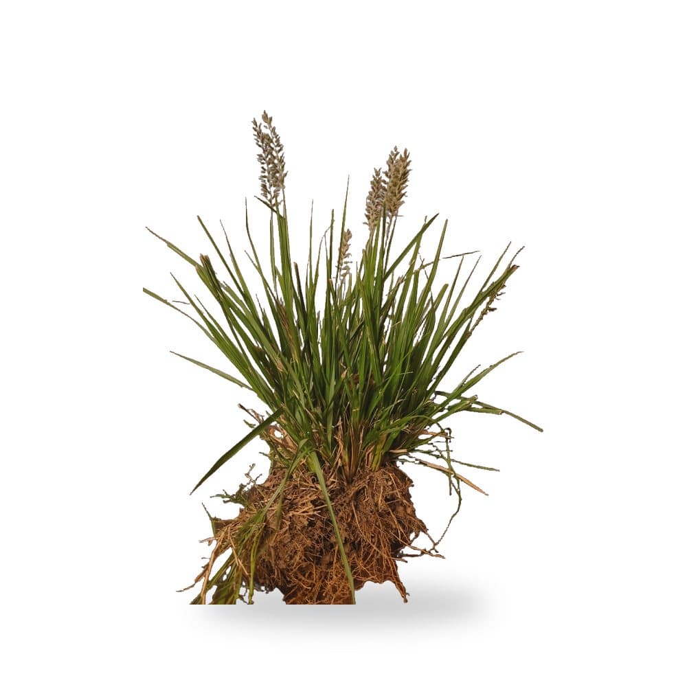 White Fountain Grass