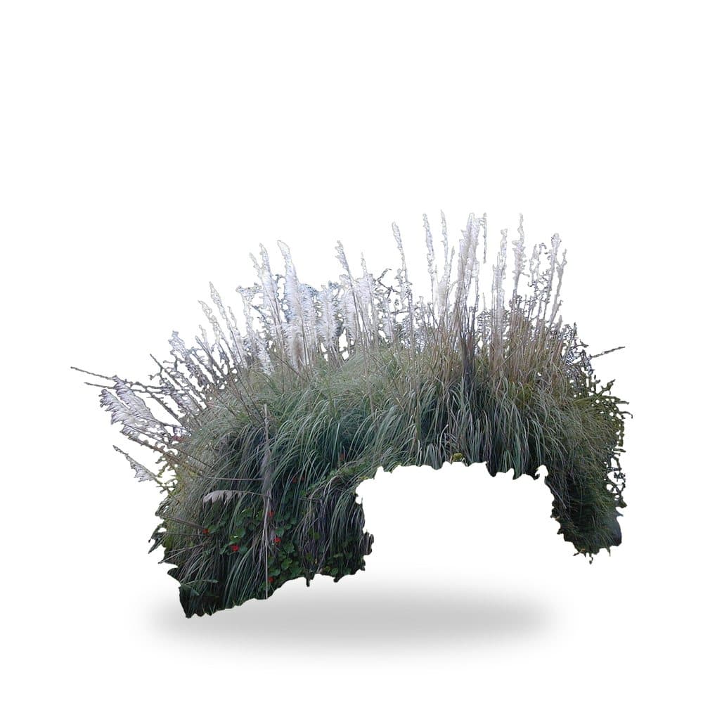White Pampas Grass