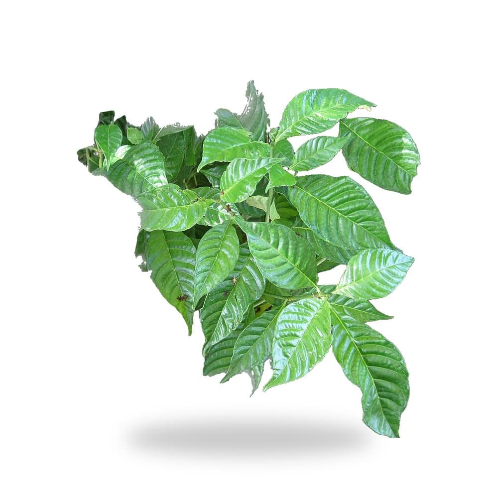 Wild Coffee