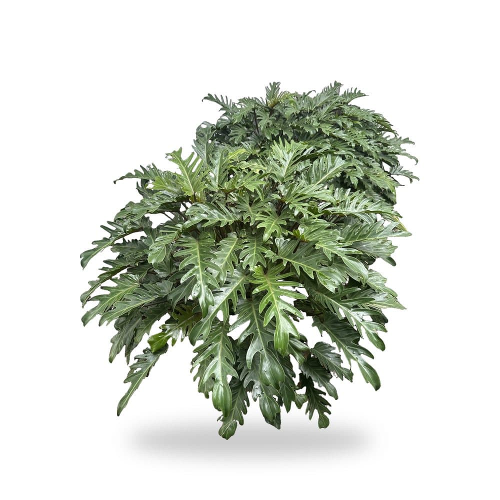 Xanadu (3 Gallon) for sale at Florida Palm and Plant Co. in SW Florida