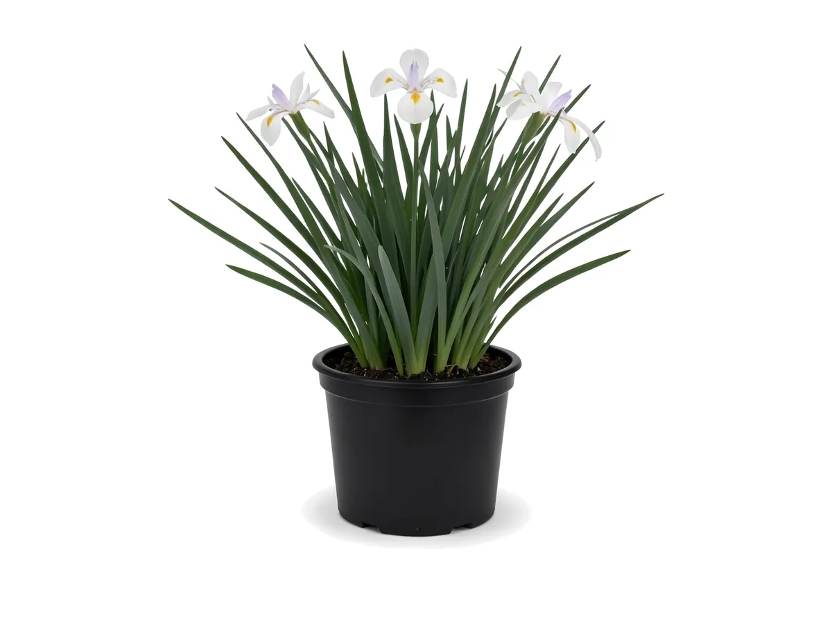 African Iris, 3 Gallon