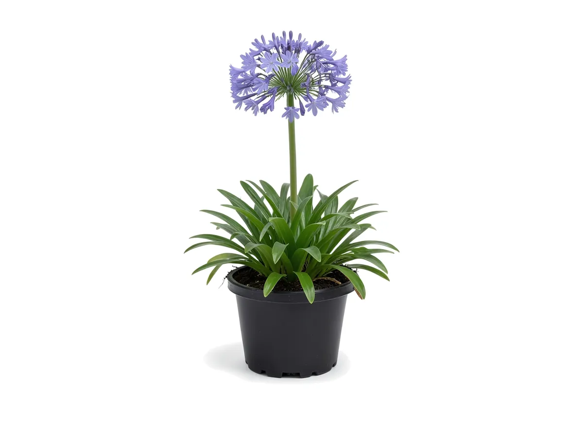 Agapanthus Blue