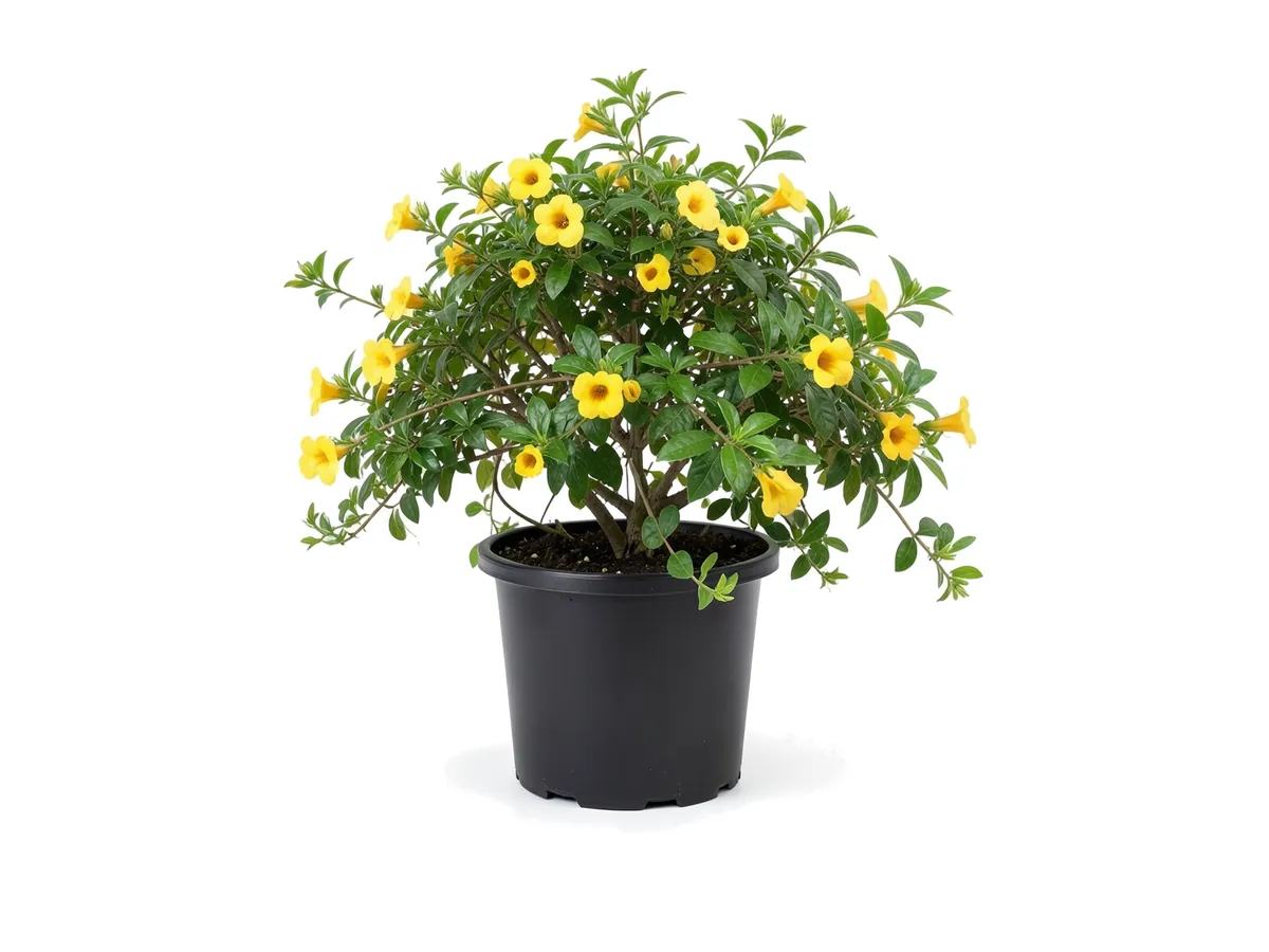 Allamanda