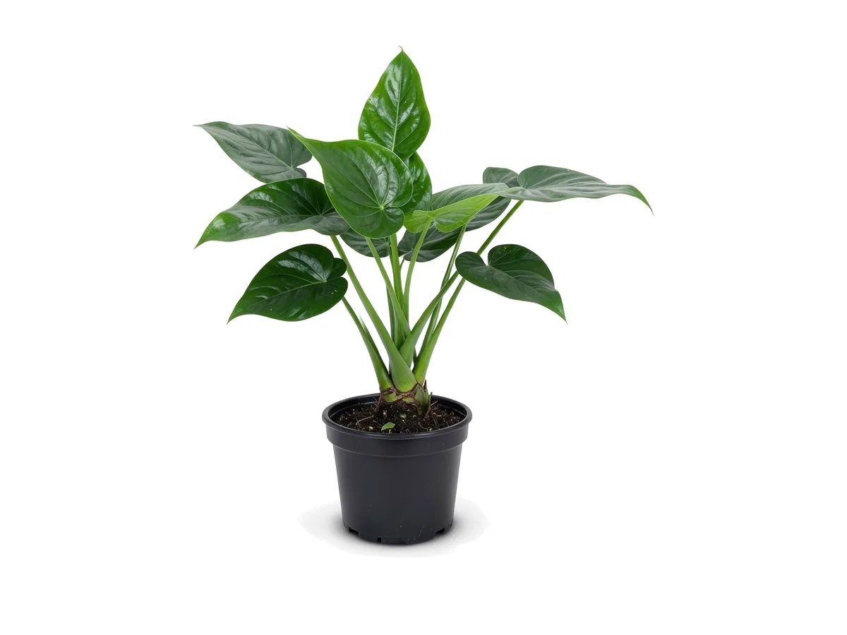 Alocasia Dwarf, 3 Gallon