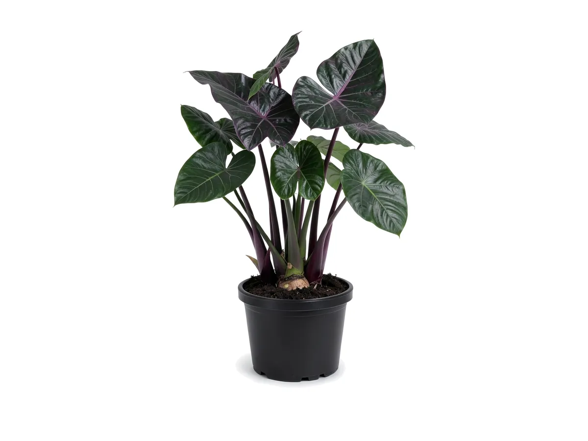 Alocasia Regal Shield