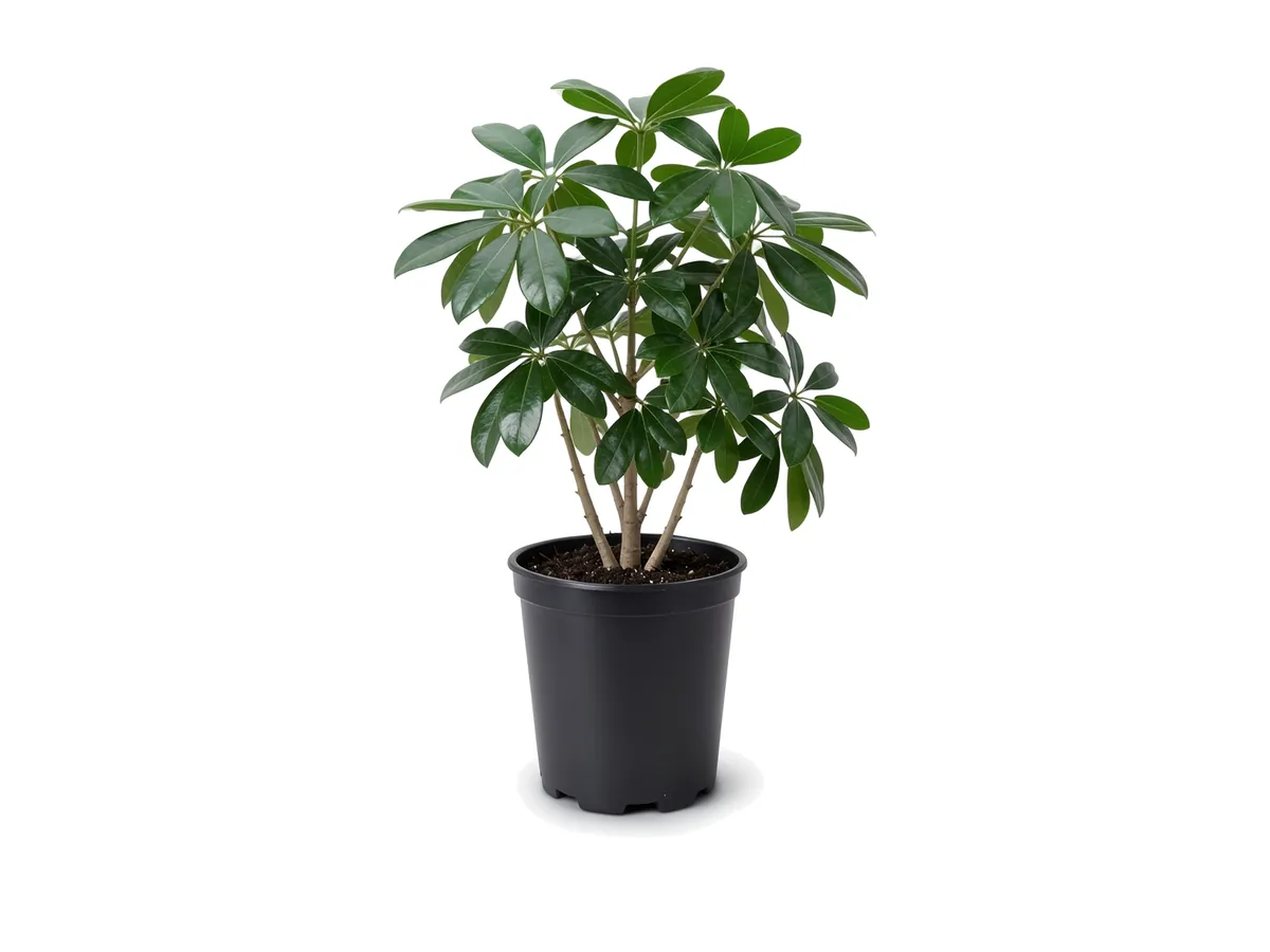 Arboricola Green