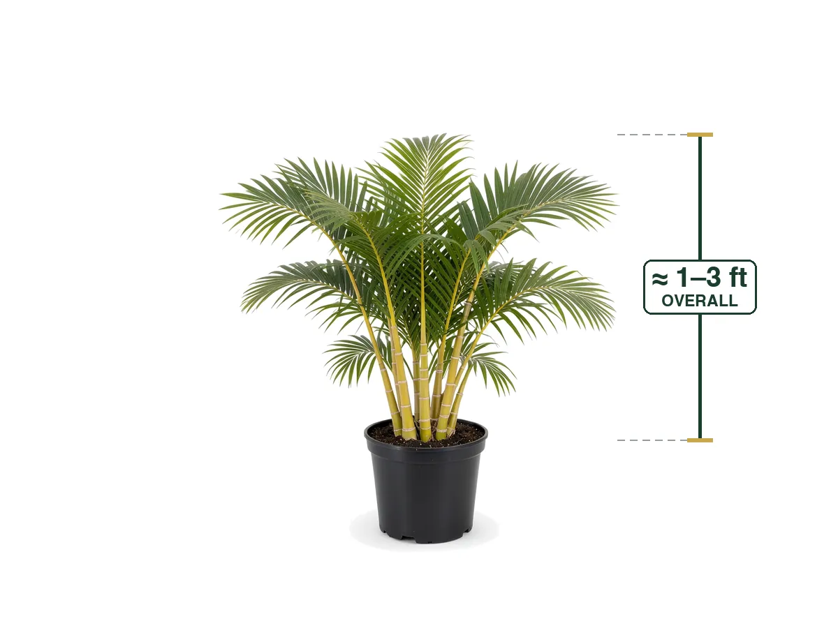 Areca Palm, 3 Gallon