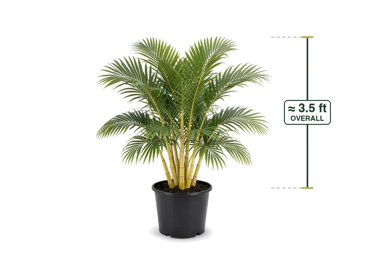 Areca Palm delivered and installed in Cape Coral, FL by Florida Palm and Plant Co.