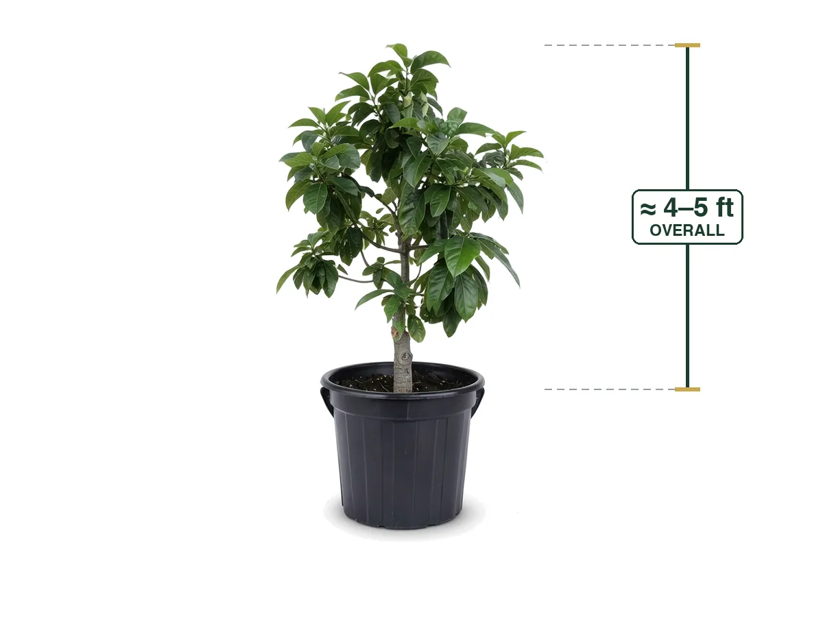 Avocado Tree, 15 Gallon