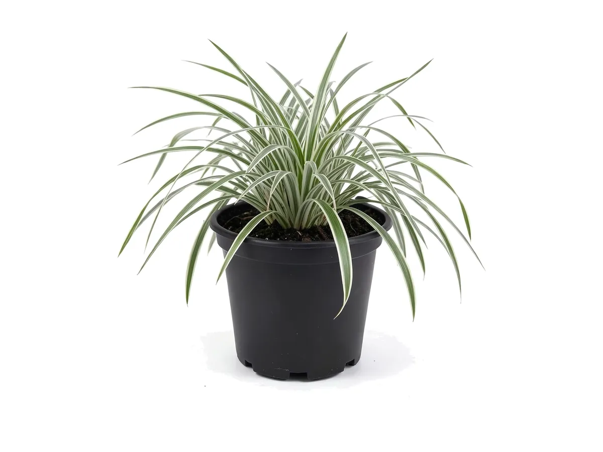 Aztec Grass