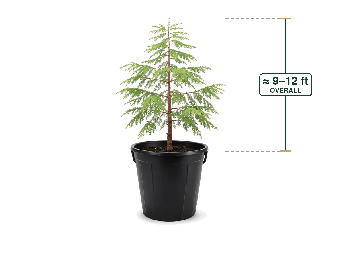 Bald Cypress