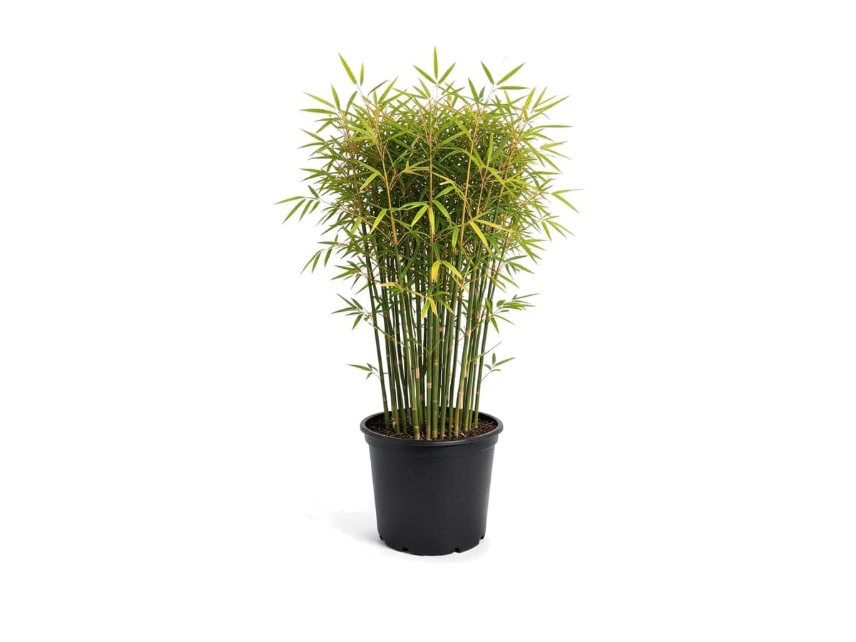 Bamboo Graceful