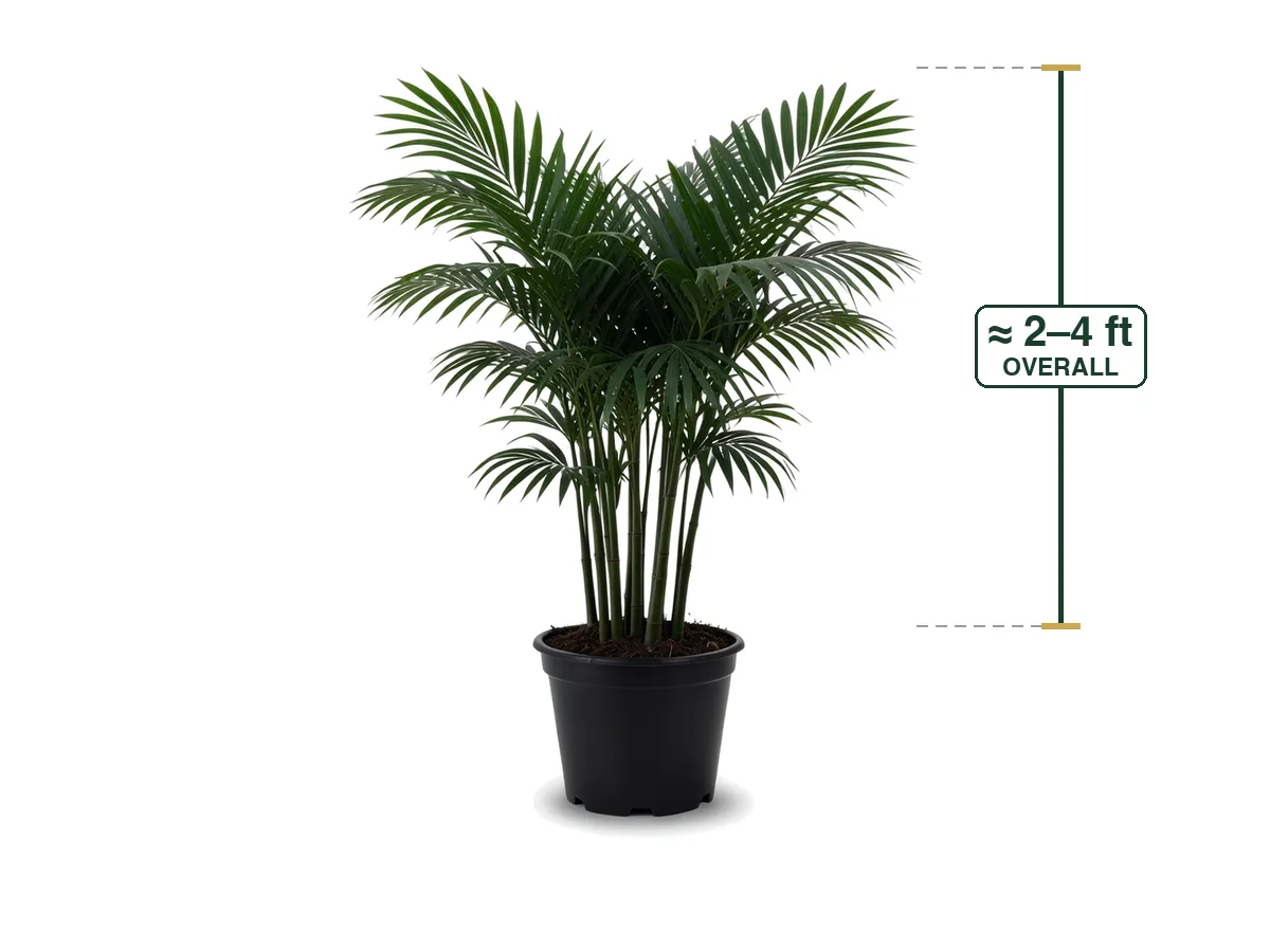 Bamboo Palm, 7 Gallon