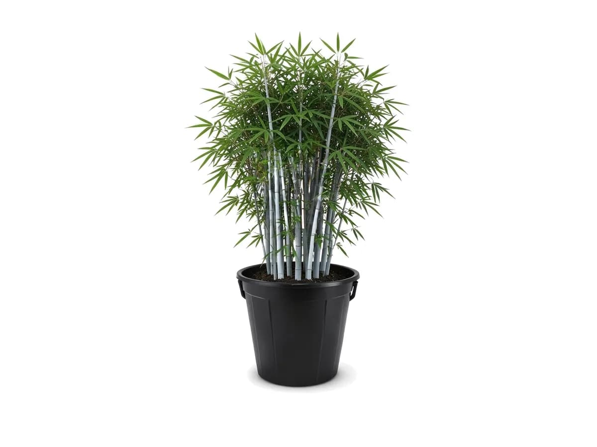 Bamboo Tropical Blue