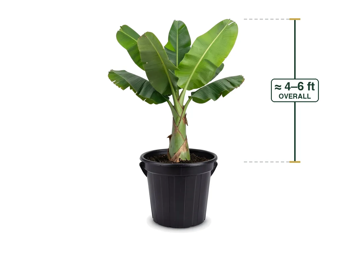 Banana Tree