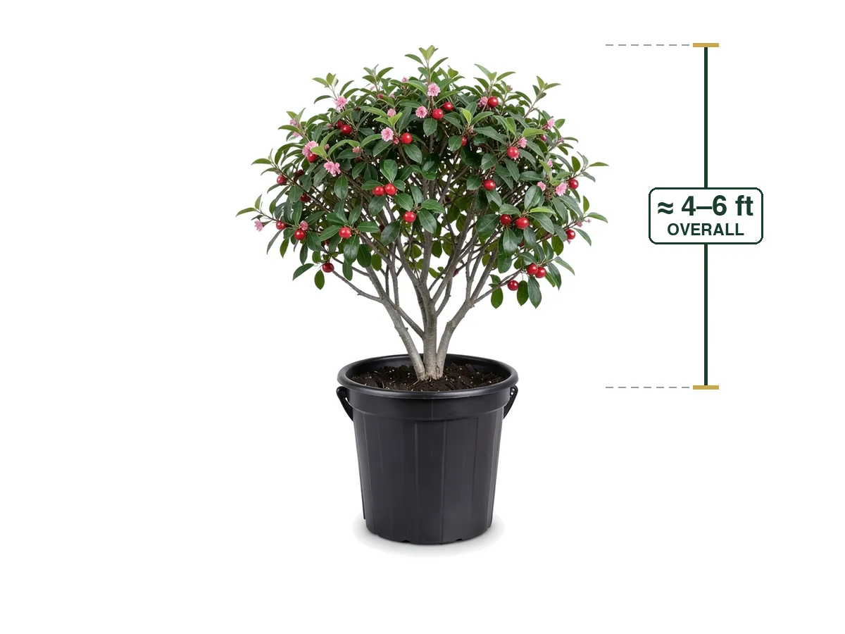 Barbados Cherry