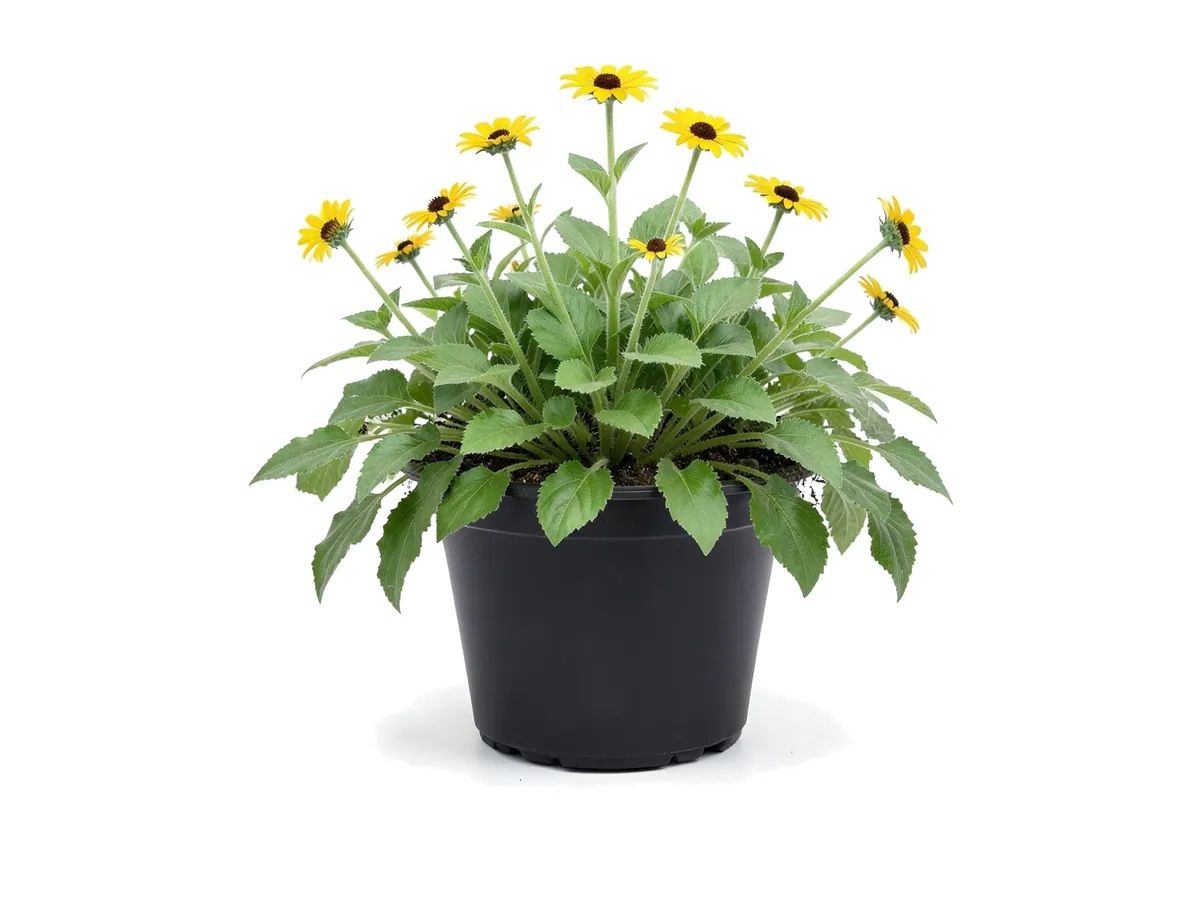 Beach Sunflower