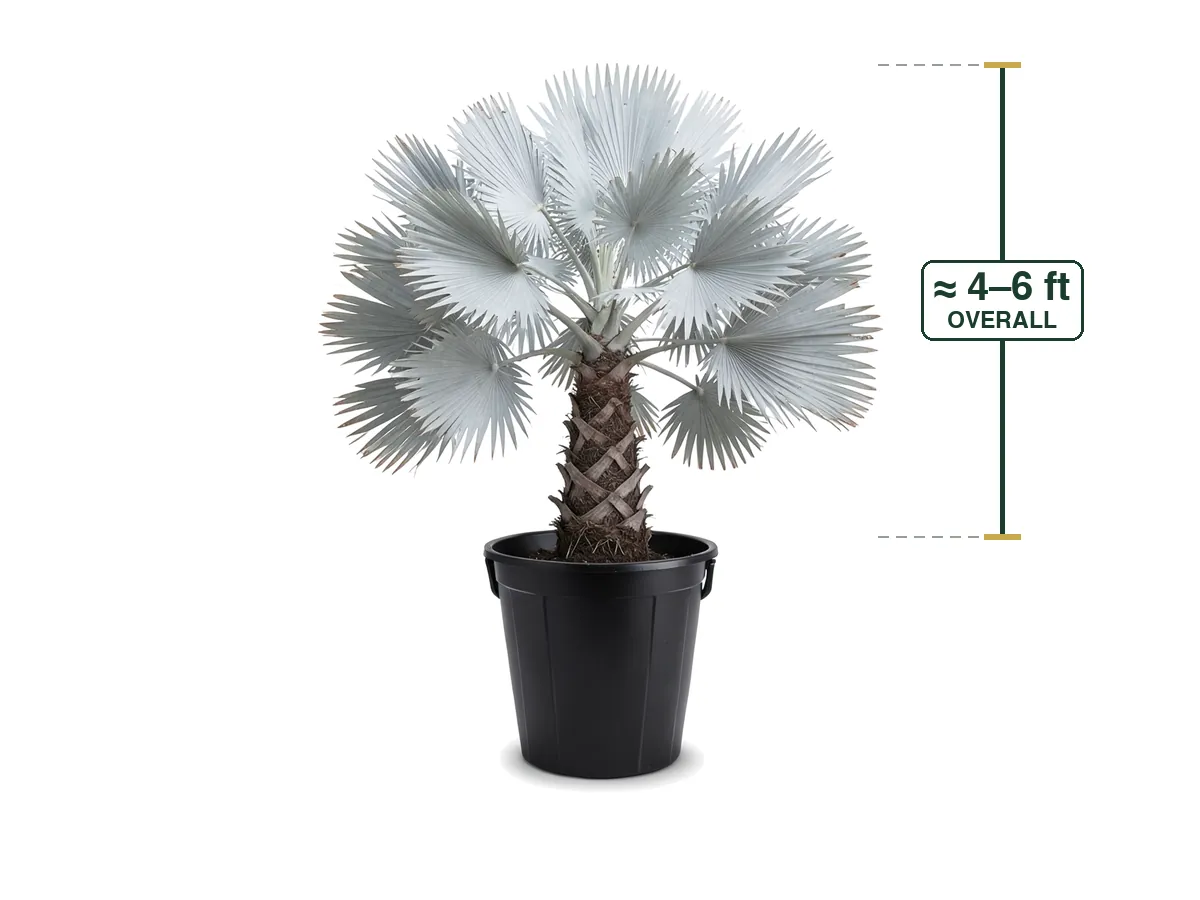 Bismarck Palm, 25 Gallon